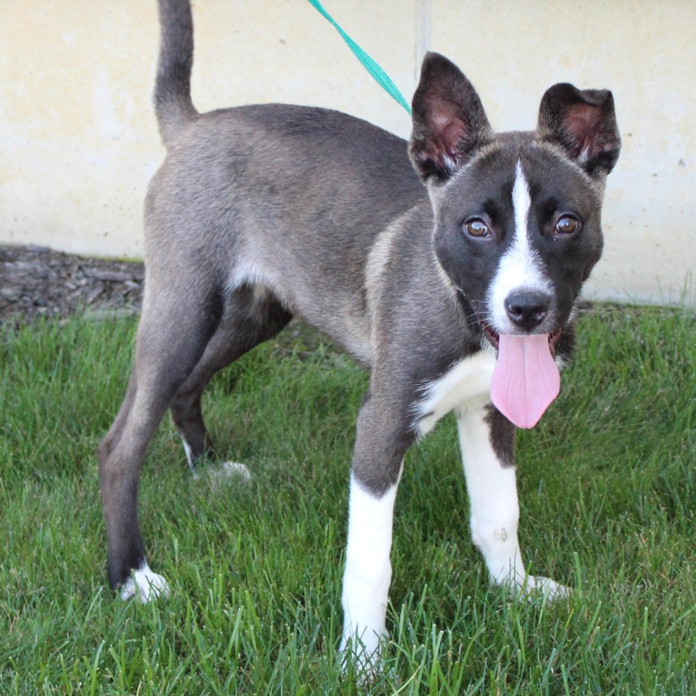 Enlarge Maira, a Adopted mixed breed in Eaton, OH image 6/6