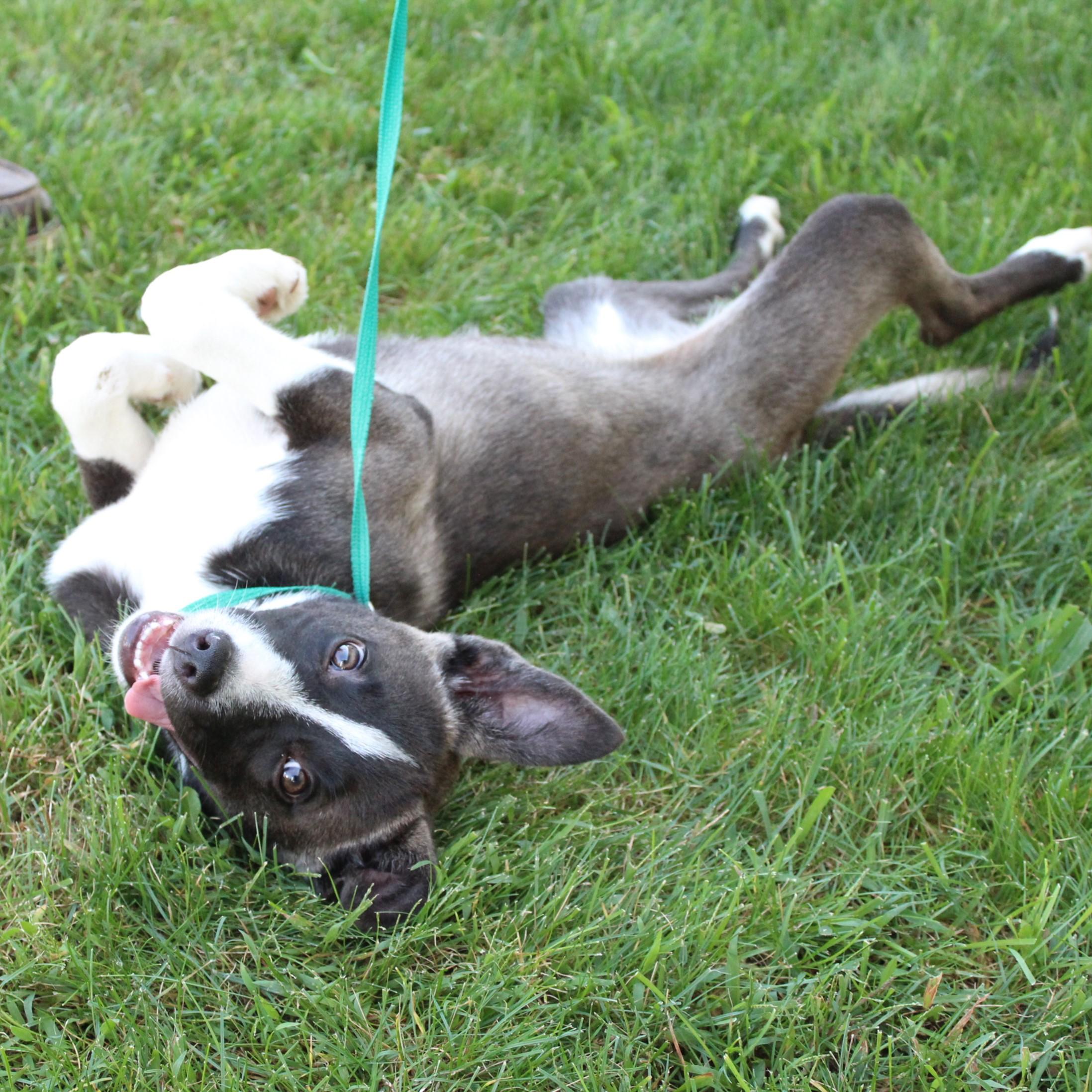Enlarge Maira, a Adopted mixed breed in Eaton, OH image 4/6