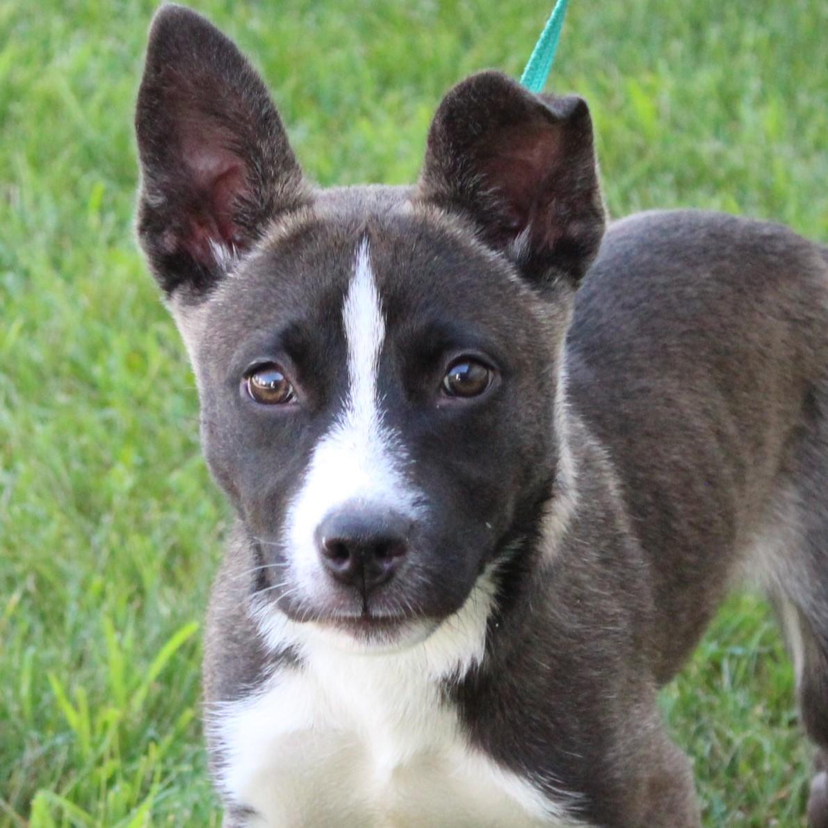 Maira, Adopted, Puppy Female Husky.