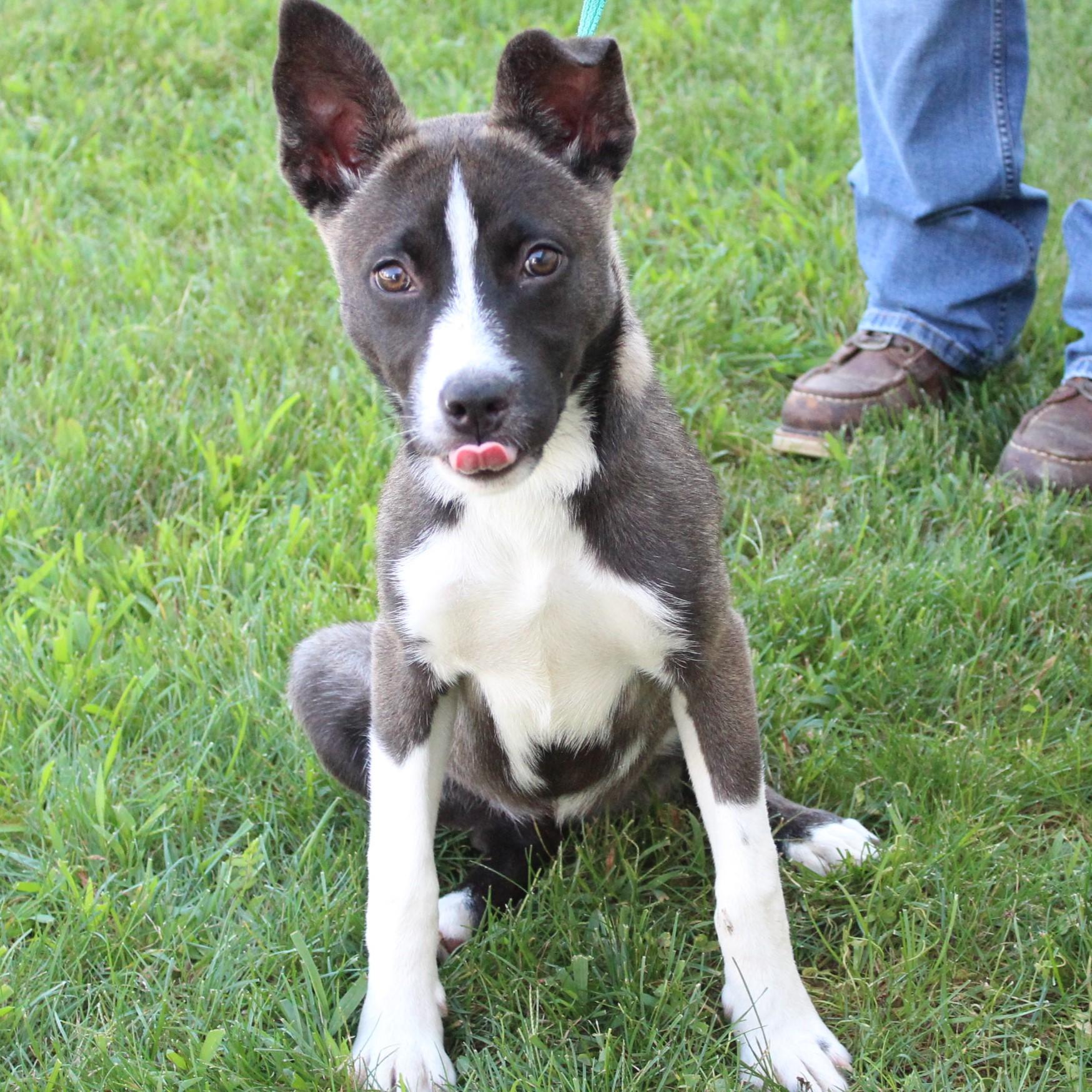 Enlarge Maira, a Adopted mixed breed in Eaton, OH image 2/6