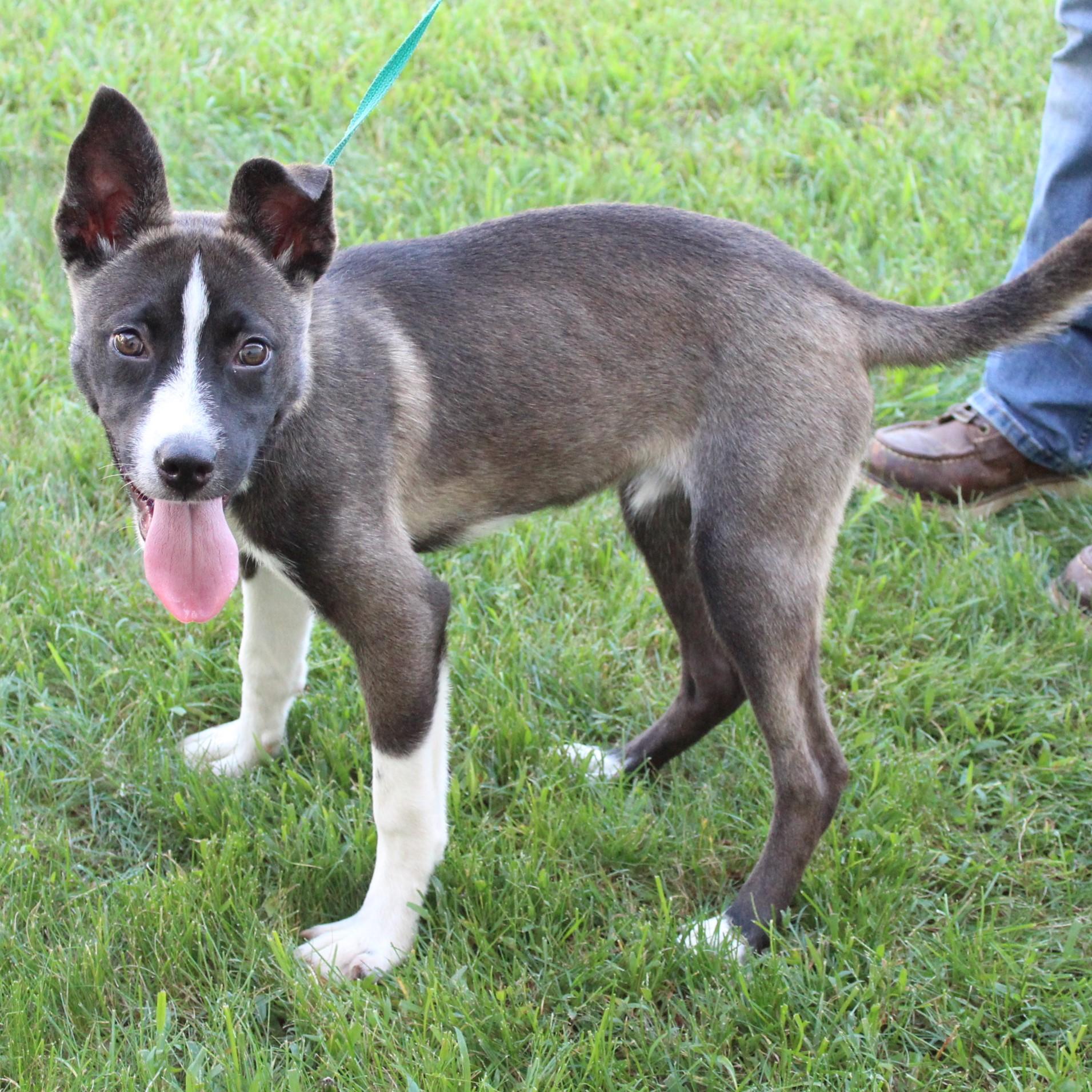 Enlarge Maira, a Adopted mixed breed in Eaton, OH image 3/6