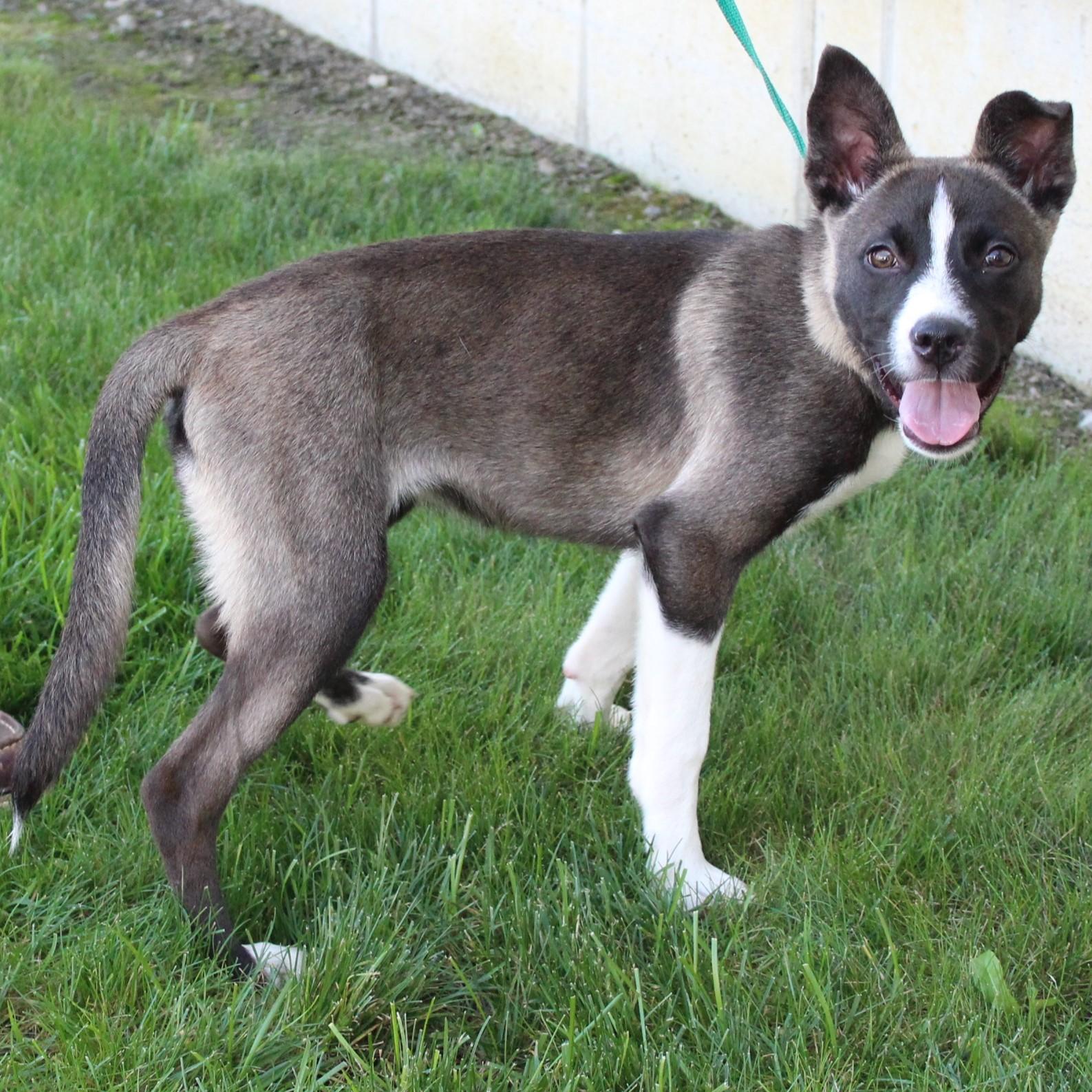 Enlarge Maira, a Adopted mixed breed in Eaton, OH image 5/6