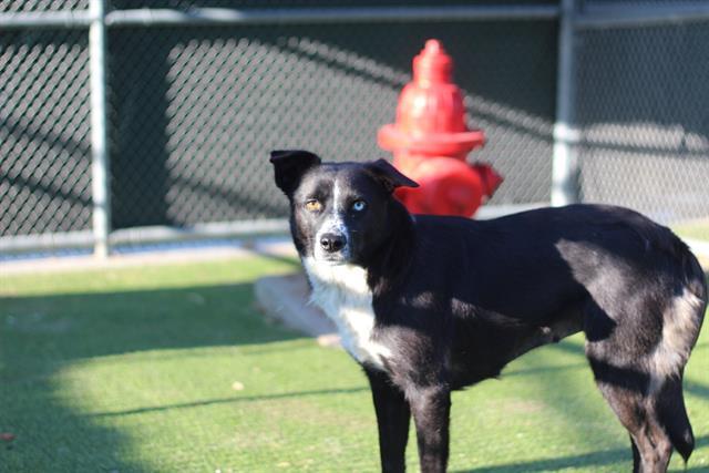 SWEET TEA, Adoptable, Adult Female Border Collie & Mixed Breed.