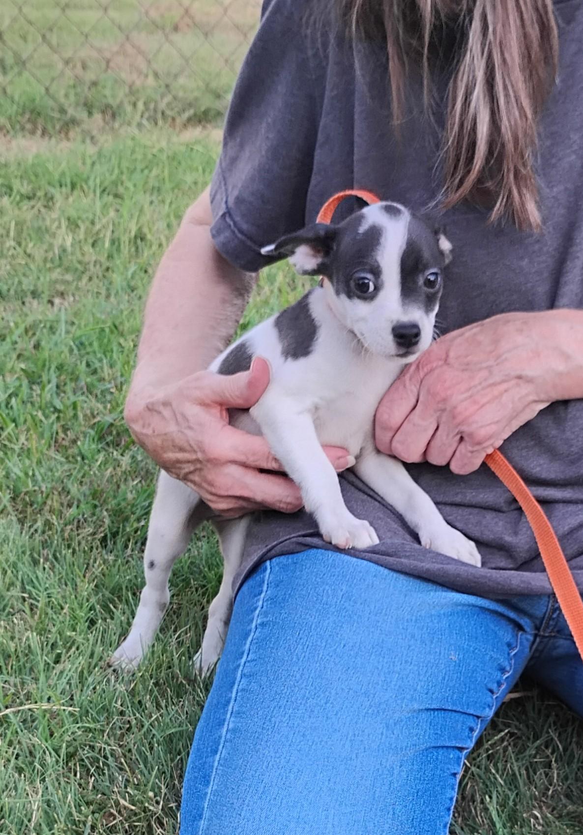 Enlarge Patches, a ADOPTABLE mixed breed in Sulphur, OK image 1/1