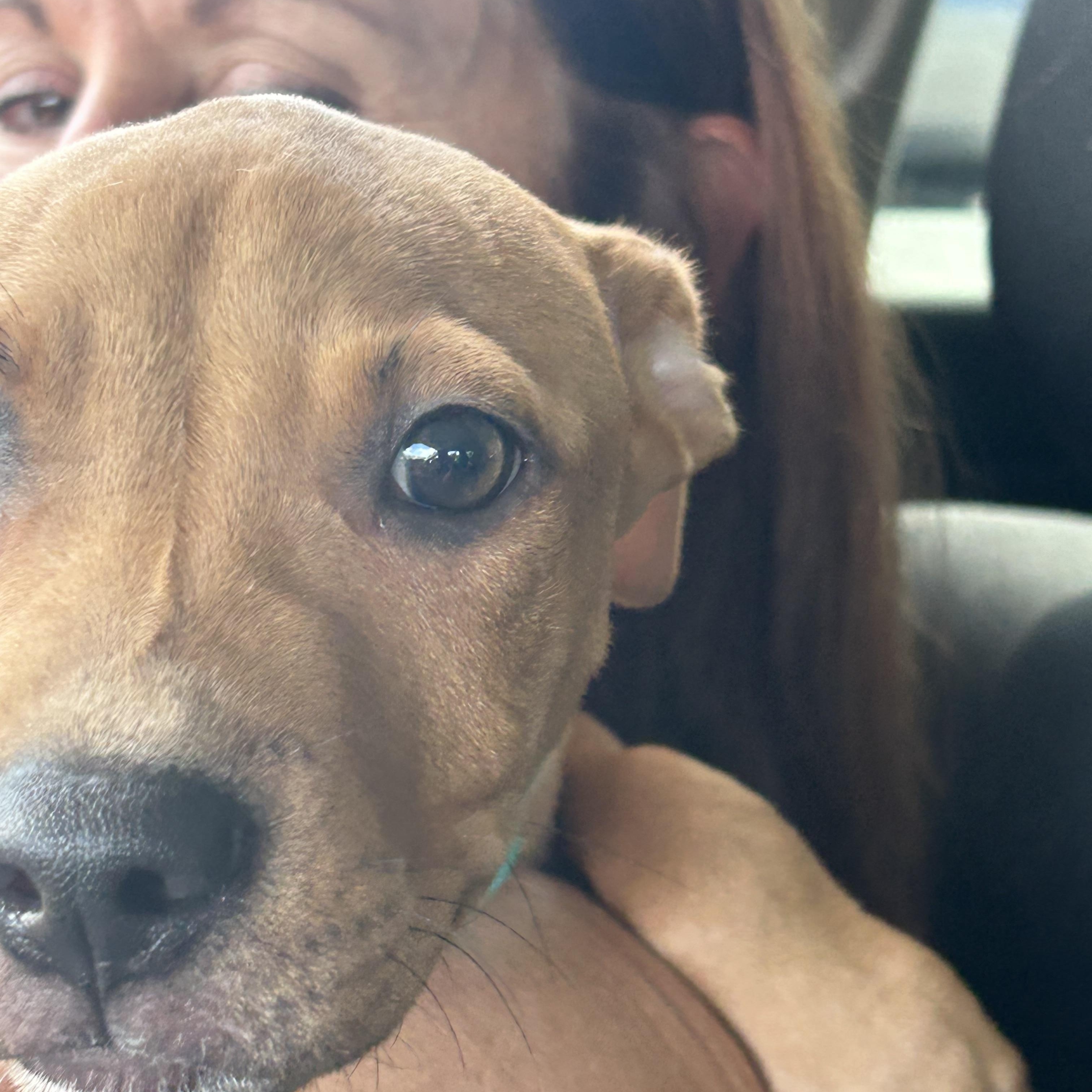 Enlarge Sammy, a ADOPTABLE mixed breed in Coconut Creek, FL image 1/5
