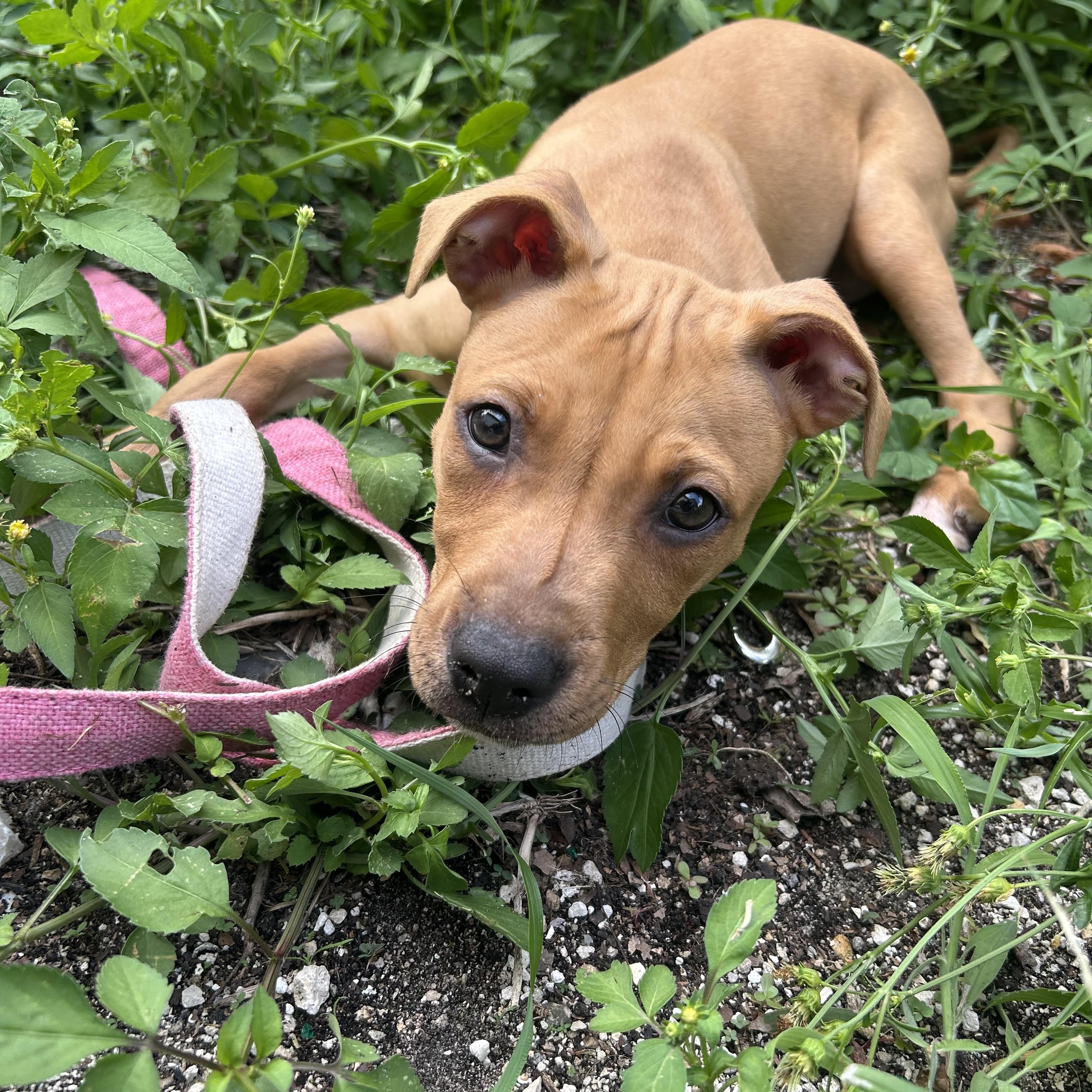 Enlarge Sammy, a ADOPTABLE mixed breed in Coconut Creek, FL image 2/5