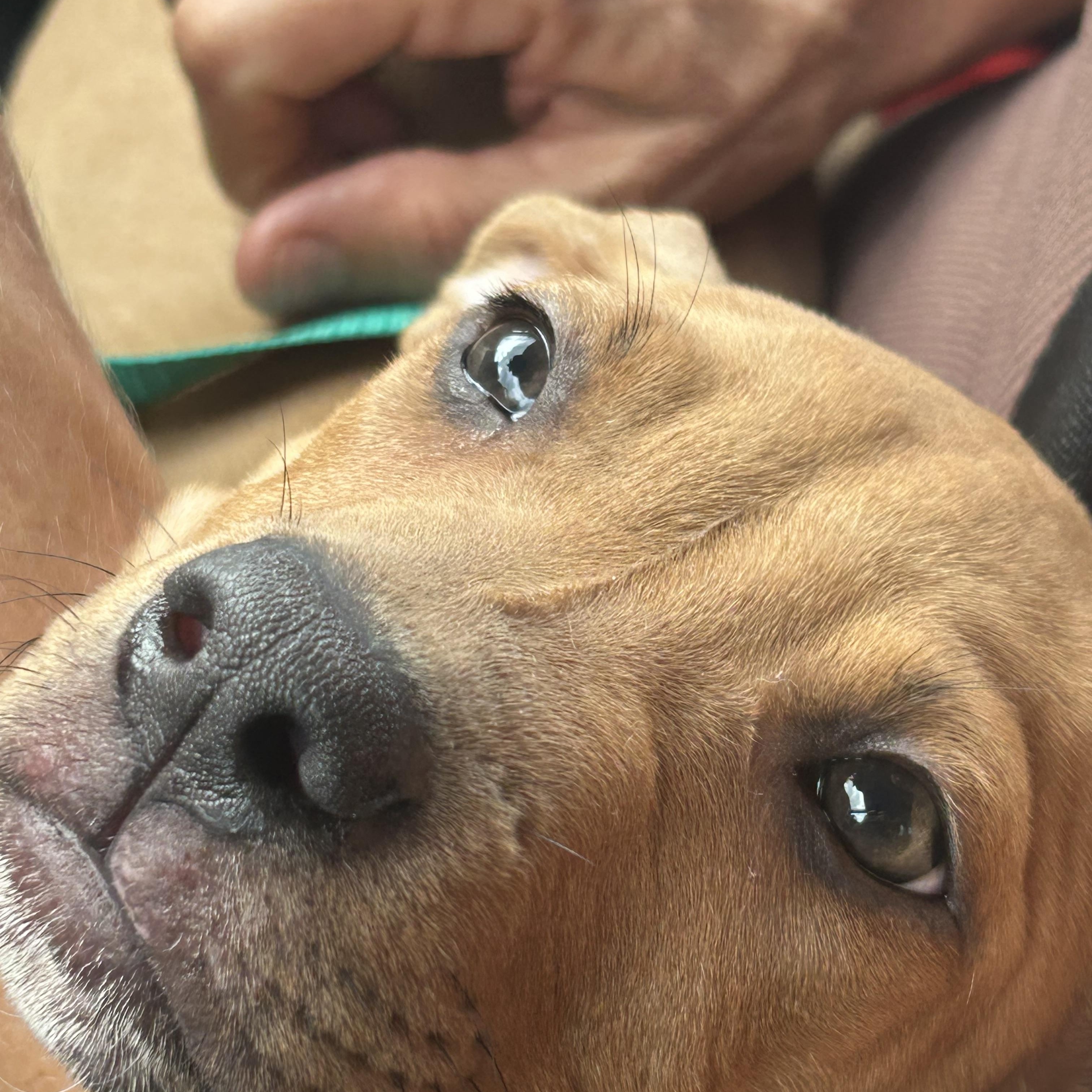 Enlarge Sammy, a ADOPTABLE mixed breed in Coconut Creek, FL image 3/5