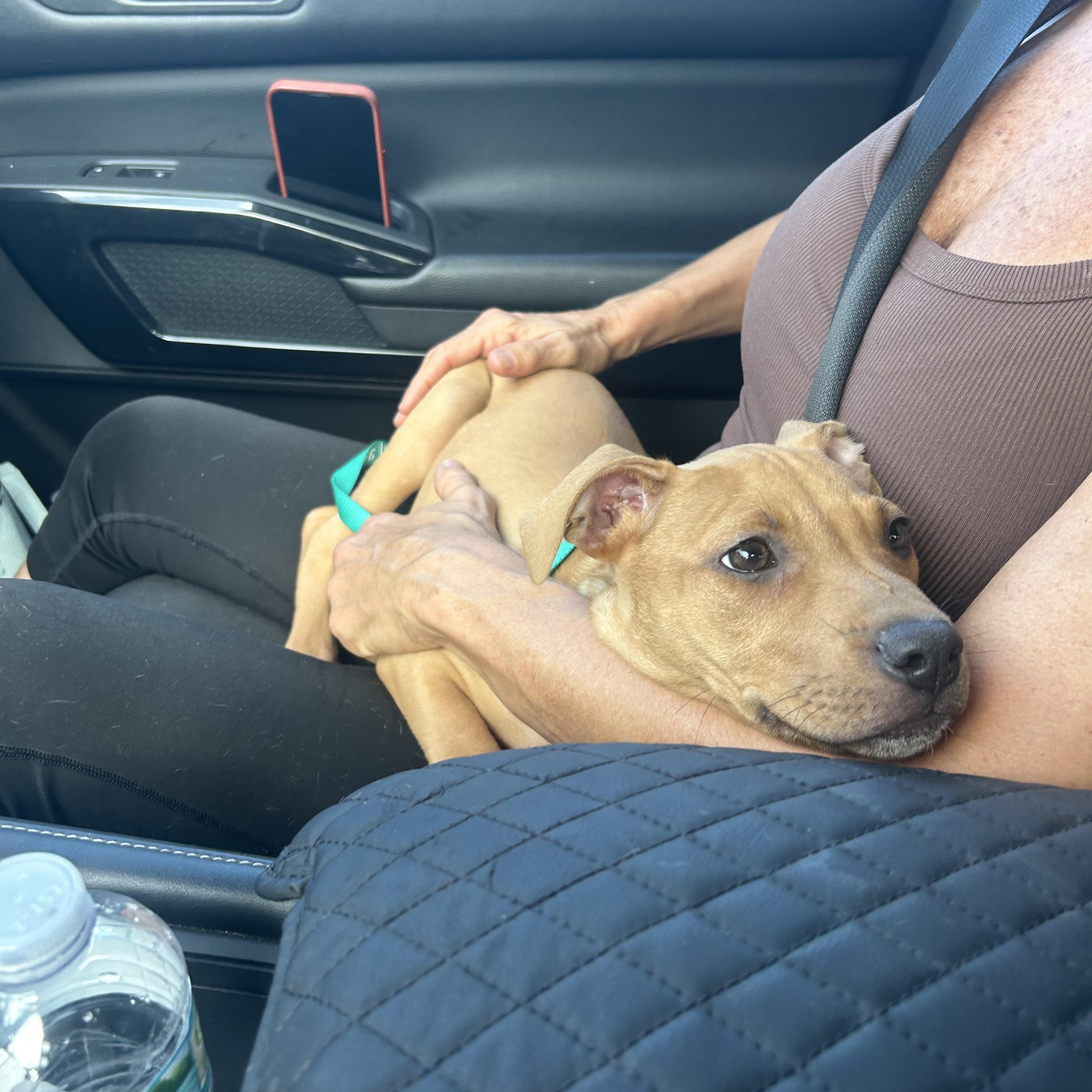 Enlarge Sammy, a ADOPTABLE mixed breed in Coconut Creek, FL image 5/5