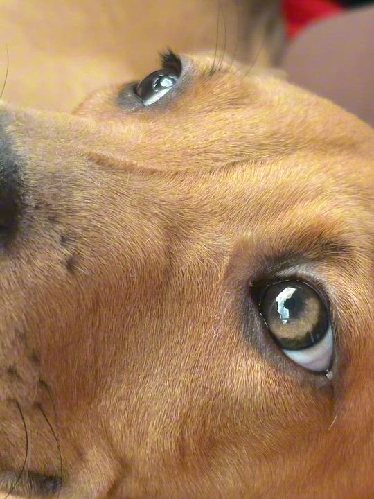 Enlarge Sammy, a ADOPTABLE mixed breed in Coconut Creek, FL video 4/5