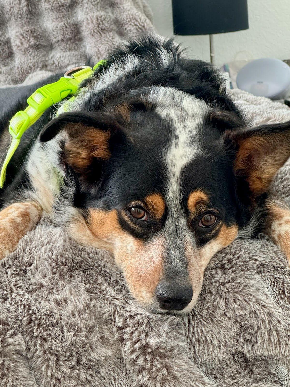 Jeannie, a Adoptable Australian Cattle Dog / Blue Heeler in Winter Park, CO image 1/3