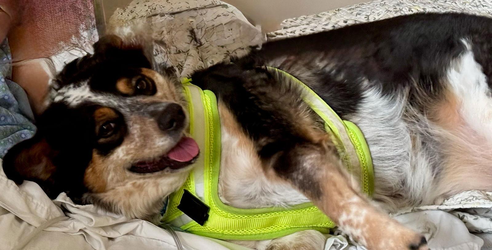 Jeannie, a Adoptable Australian Cattle Dog / Blue Heeler in Winter Park, CO image 2/3