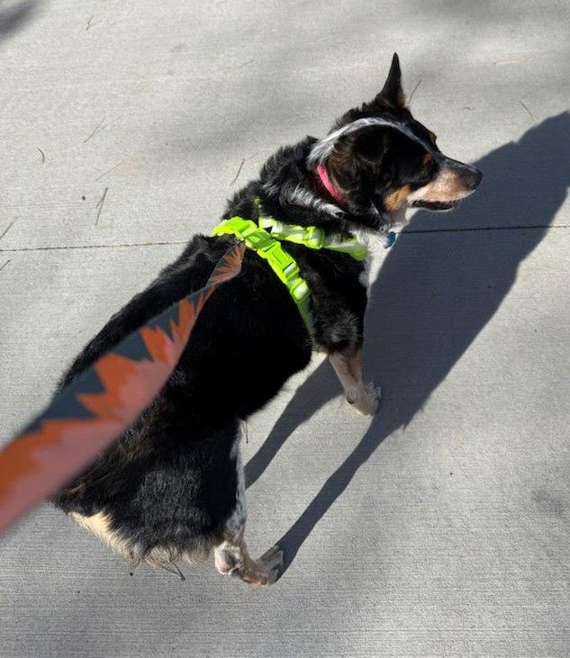 Jeannie, a Adoptable Australian Cattle Dog / Blue Heeler in Winter Park, CO image 3/3