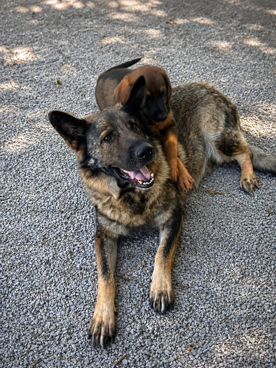 Enlarge Lucy, a Adoptable German Shepherd Dog in Chesterfield, MO image 3/3