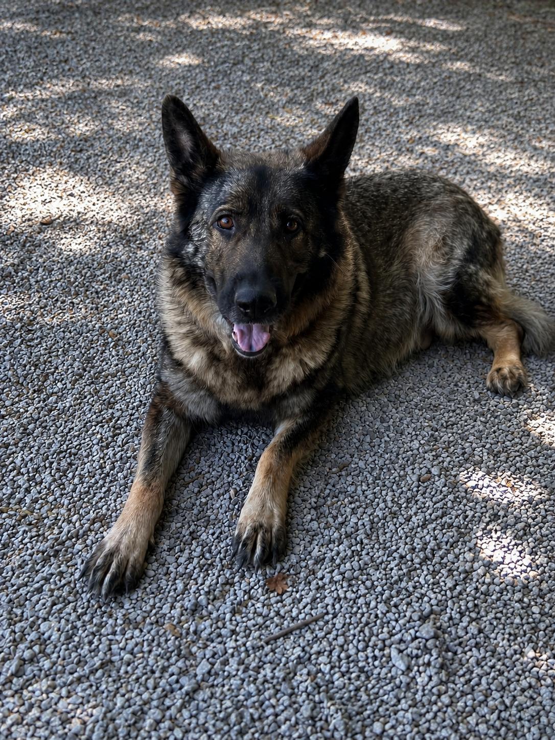 Lucy, Adoptable, Adult Female German Shepherd Dog.