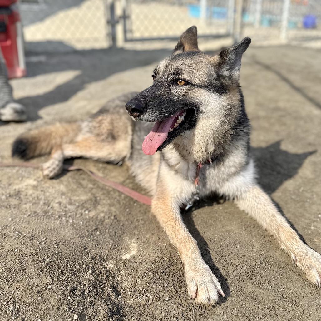 Dakota, Adoptable, Adult Female German Shepherd Dog.