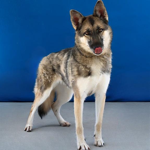 Enlarge Dakota, a Adoptable German Shepherd Dog in San Gabriel, CA image 2/6