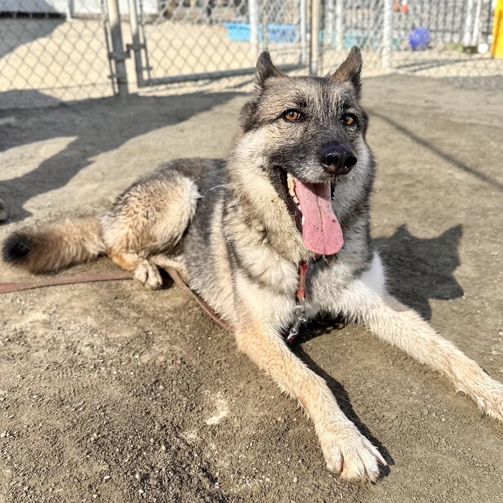 Enlarge Dakota, a Adoptable German Shepherd Dog in San Gabriel, CA image 3/6