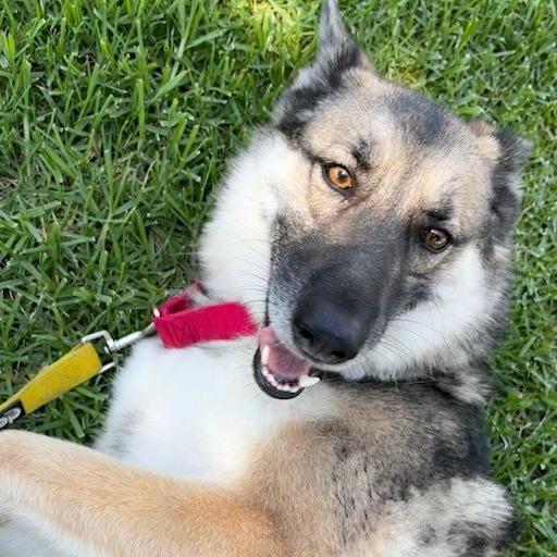 Enlarge Dakota, a Adoptable German Shepherd Dog in San Gabriel, CA image 4/6