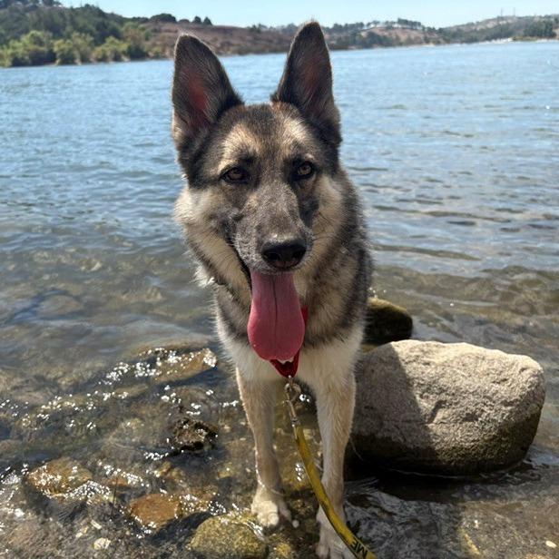 Enlarge Dakota, a Adoptable German Shepherd Dog in San Gabriel, CA image 5/6