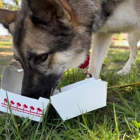 Enlarge Dakota, a Adoptable German Shepherd Dog in San Gabriel, CA image 6/6