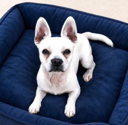 Lance, adopted, Young Male French Bulldog & Chihuahua.