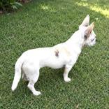 Enlarge Lance, an adopted mixed breed in Long Beach, WA image 3/3