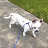 Enlarge Lance, an adopted mixed breed in Long Beach, WA image 2/3