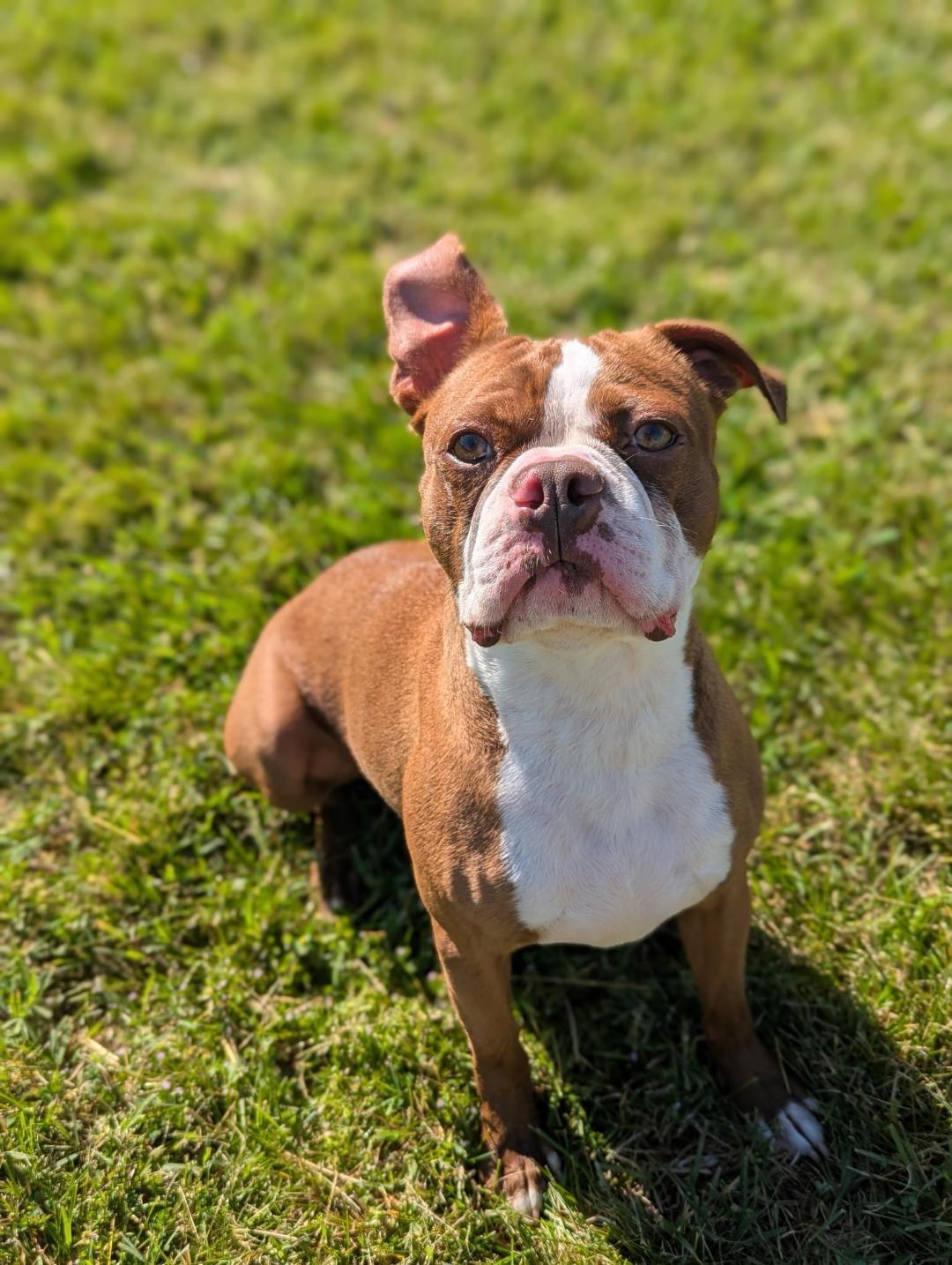 Enlarge Fred in MO, a ADOPTABLE Boston Terrier in Springfield, MO image 1/4