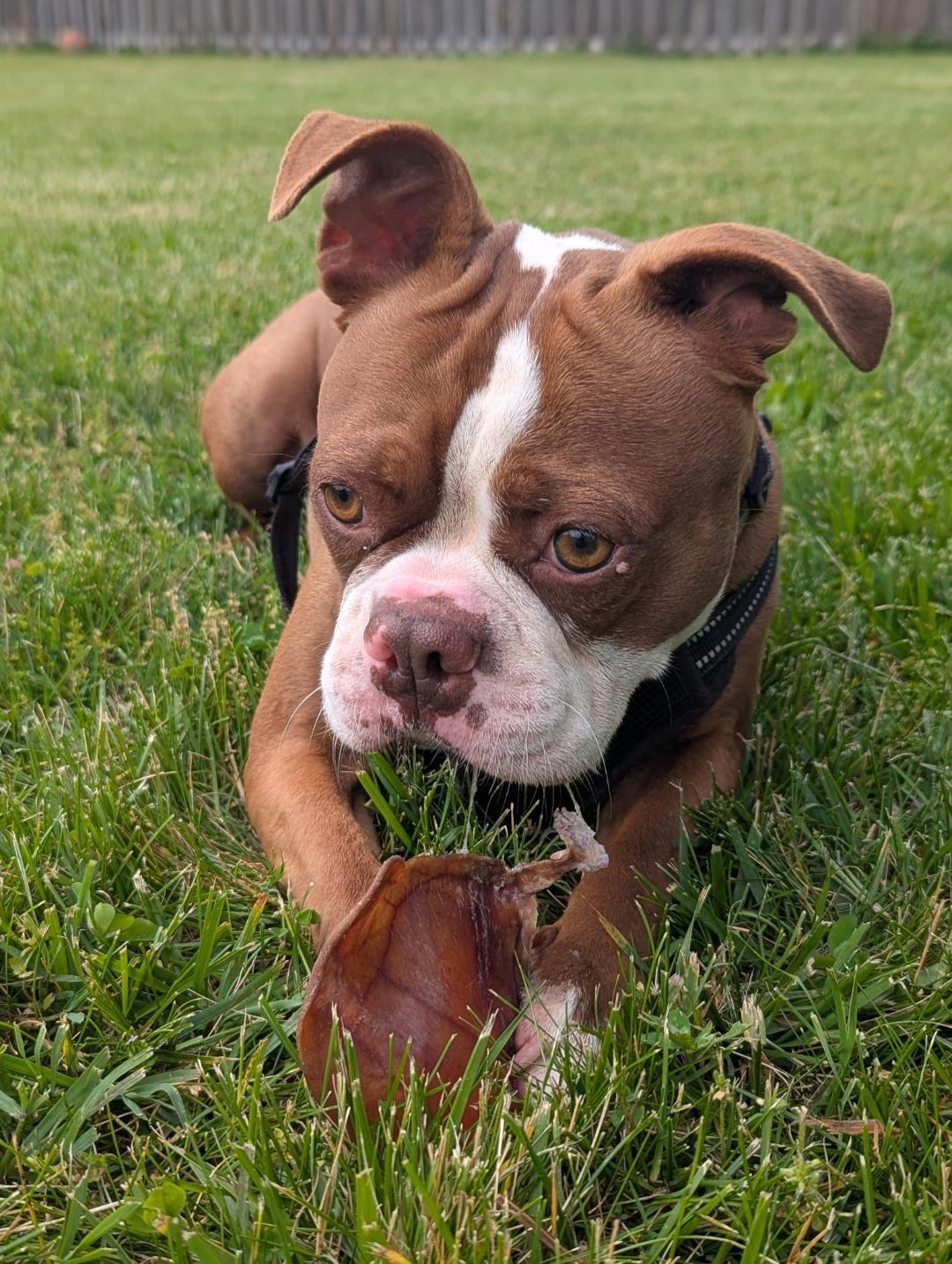 Enlarge Fred in MO, a ADOPTABLE Boston Terrier in Springfield, MO image 2/4