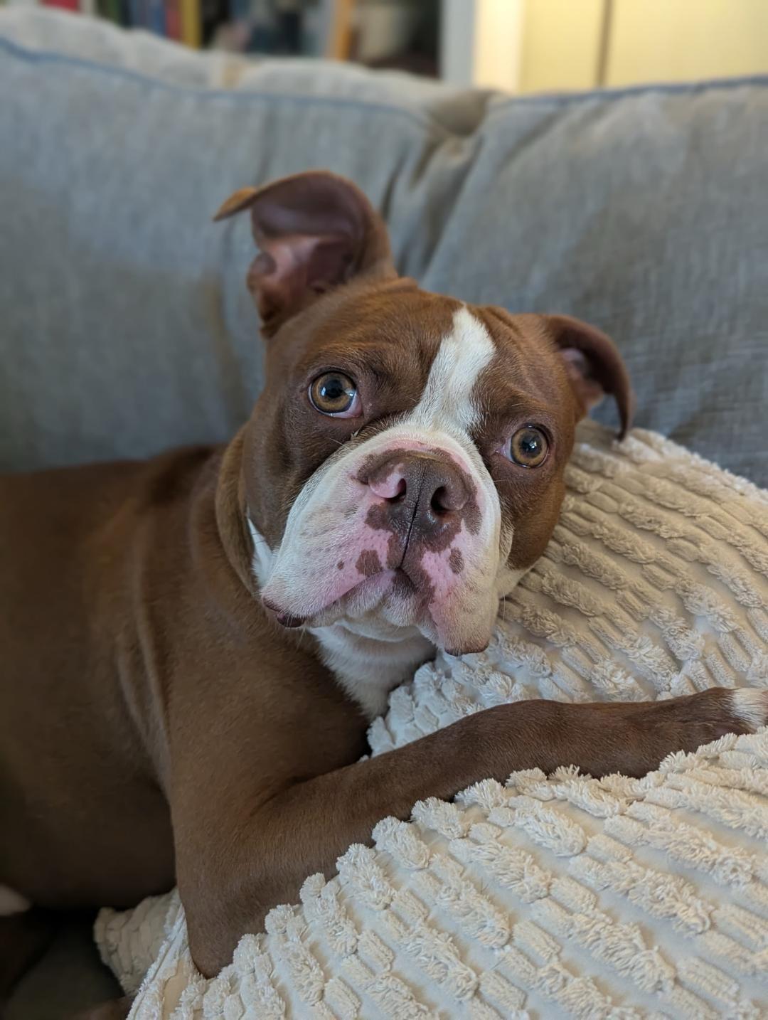 Enlarge Fred in MO, a ADOPTABLE Boston Terrier in Springfield, MO image 3/4