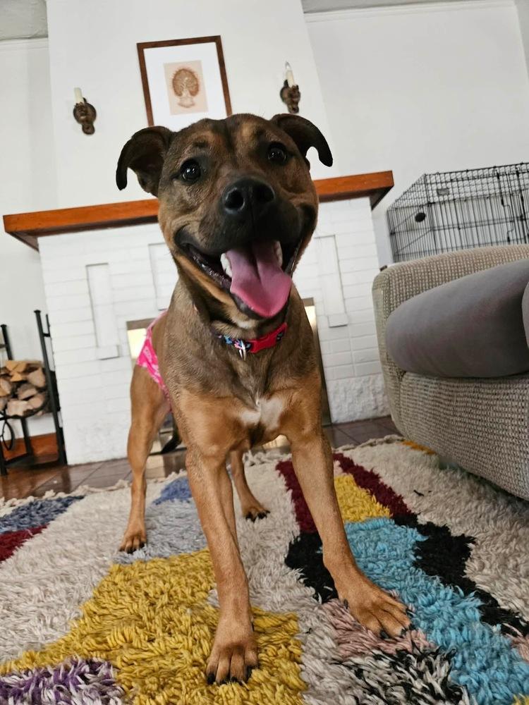 Wonton, a Adoptable mixed breed in Albuquerque, NM image 1/3