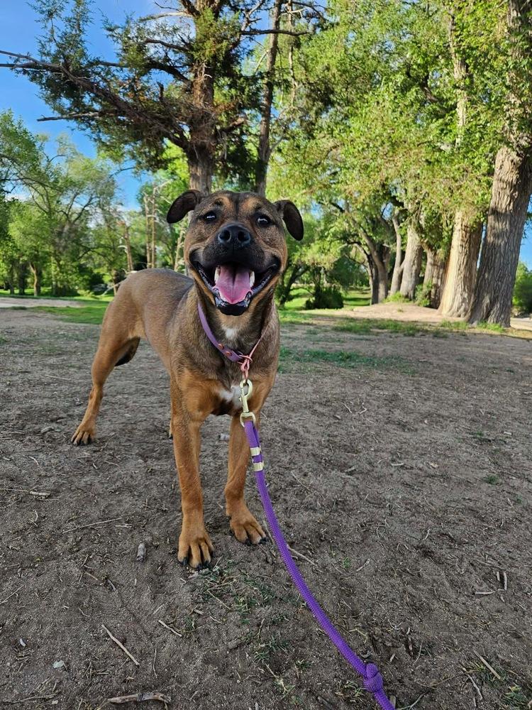 Wonton, a Adoptable mixed breed in Albuquerque, NM image 2/3