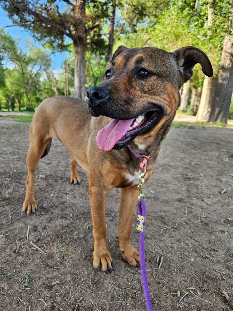 Wonton, a Adoptable mixed breed in Albuquerque, NM image 3/3