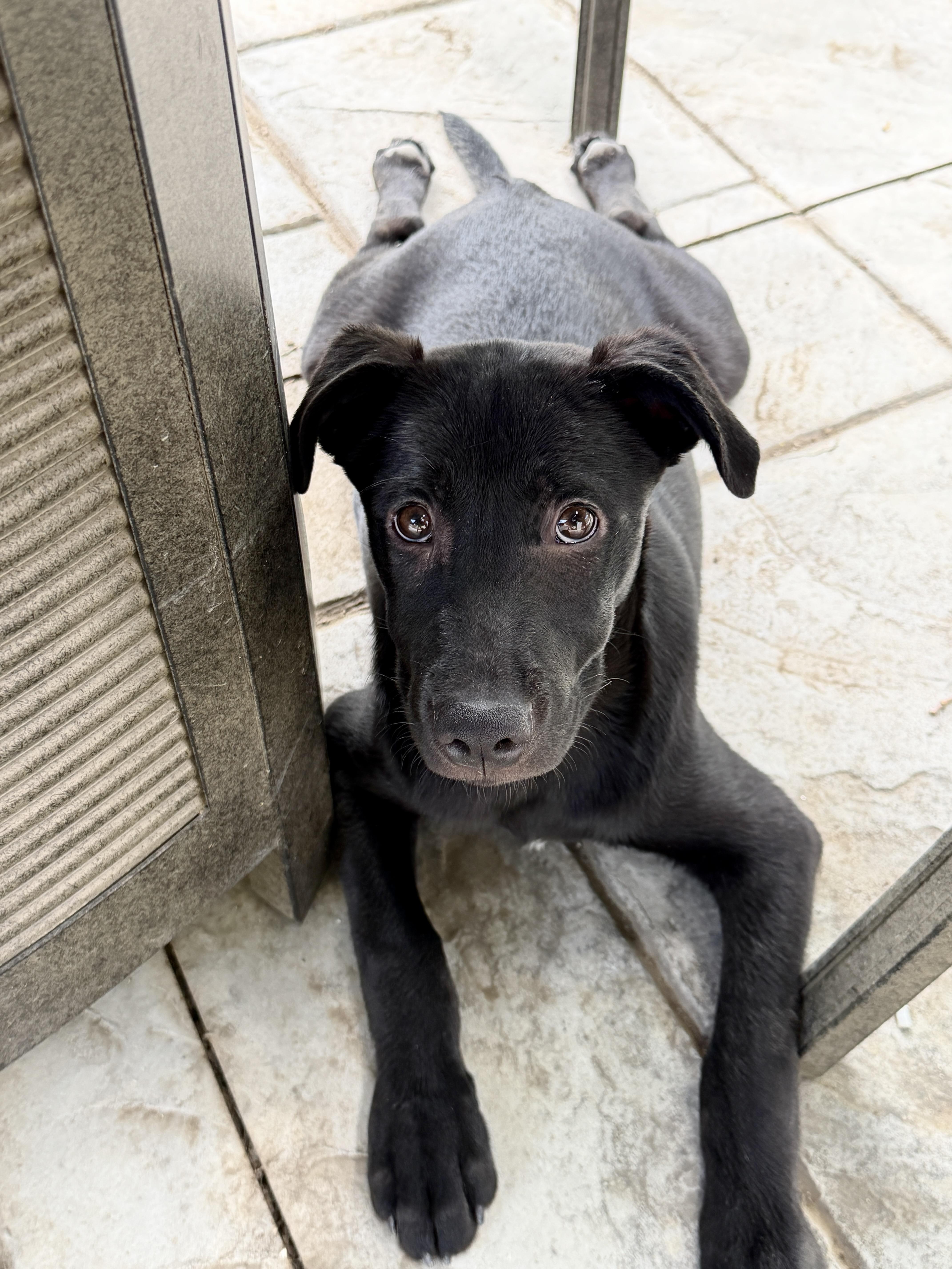Enlarge Doug, a ADOPTABLE mixed breed in Fort Collins, CO image 4/6