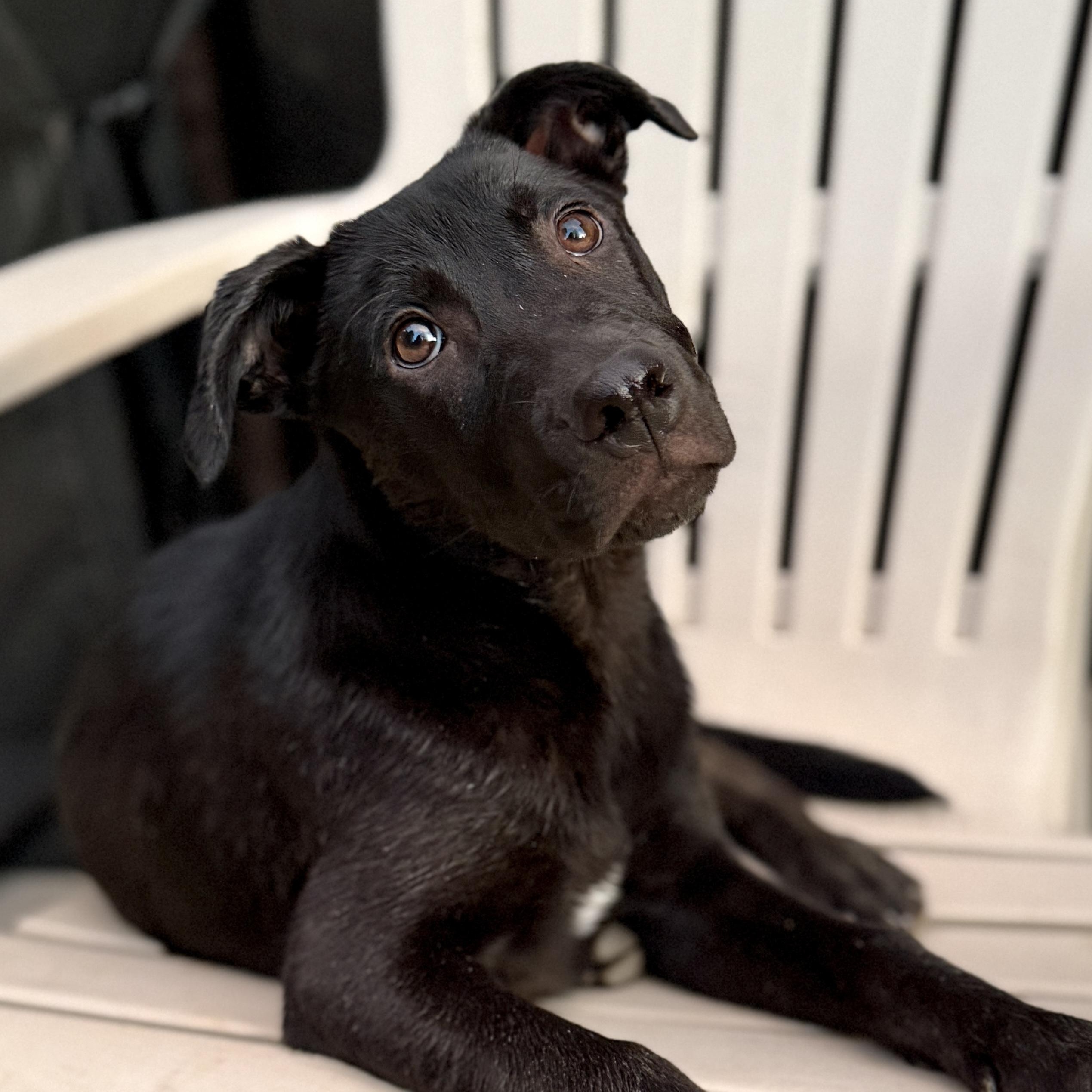 Doug, adoptable, Puppy Male Labrador Retriever & Black Labrador Retriever.