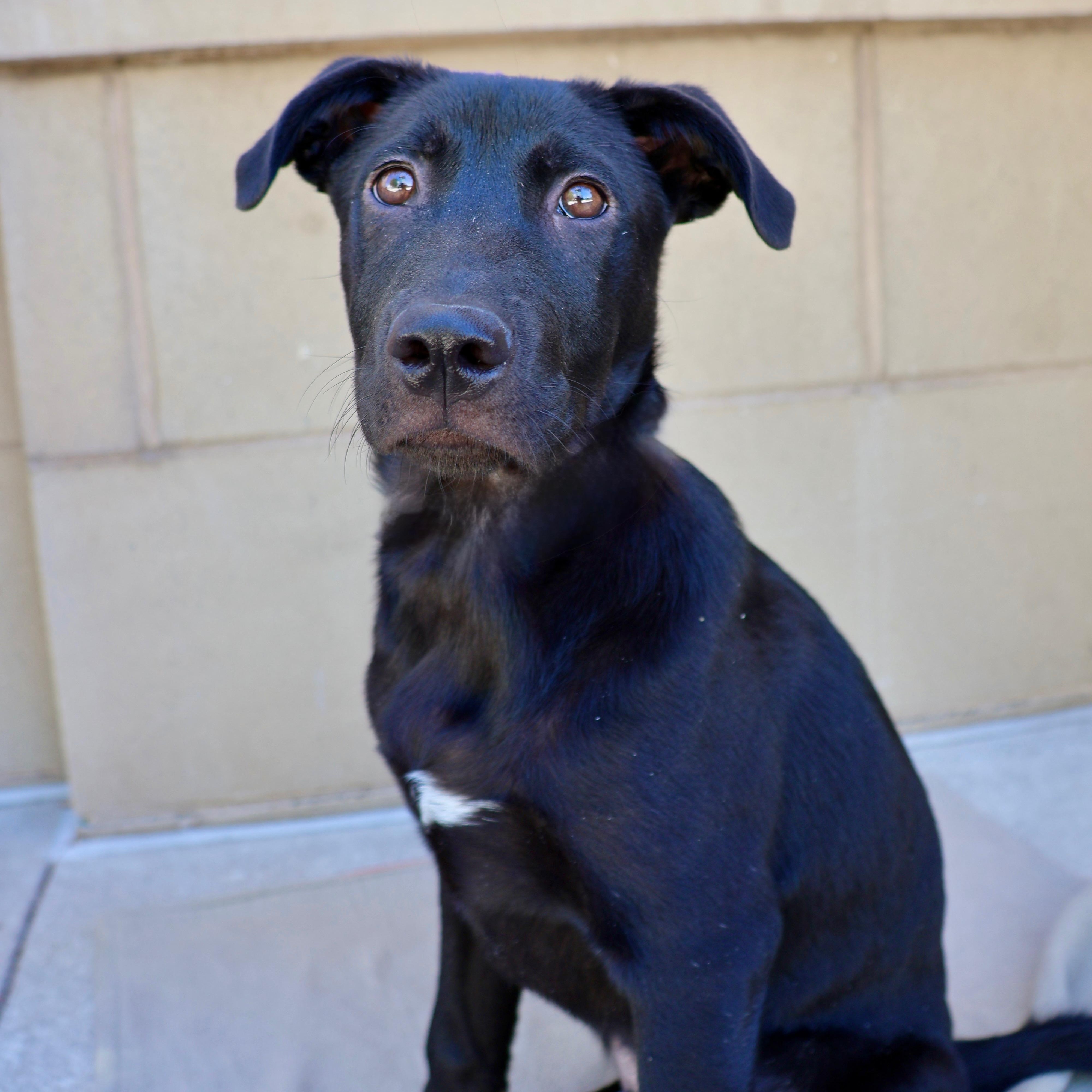 Enlarge Doug, an adoptable mixed breed in Fort Collins, CO image 3/6