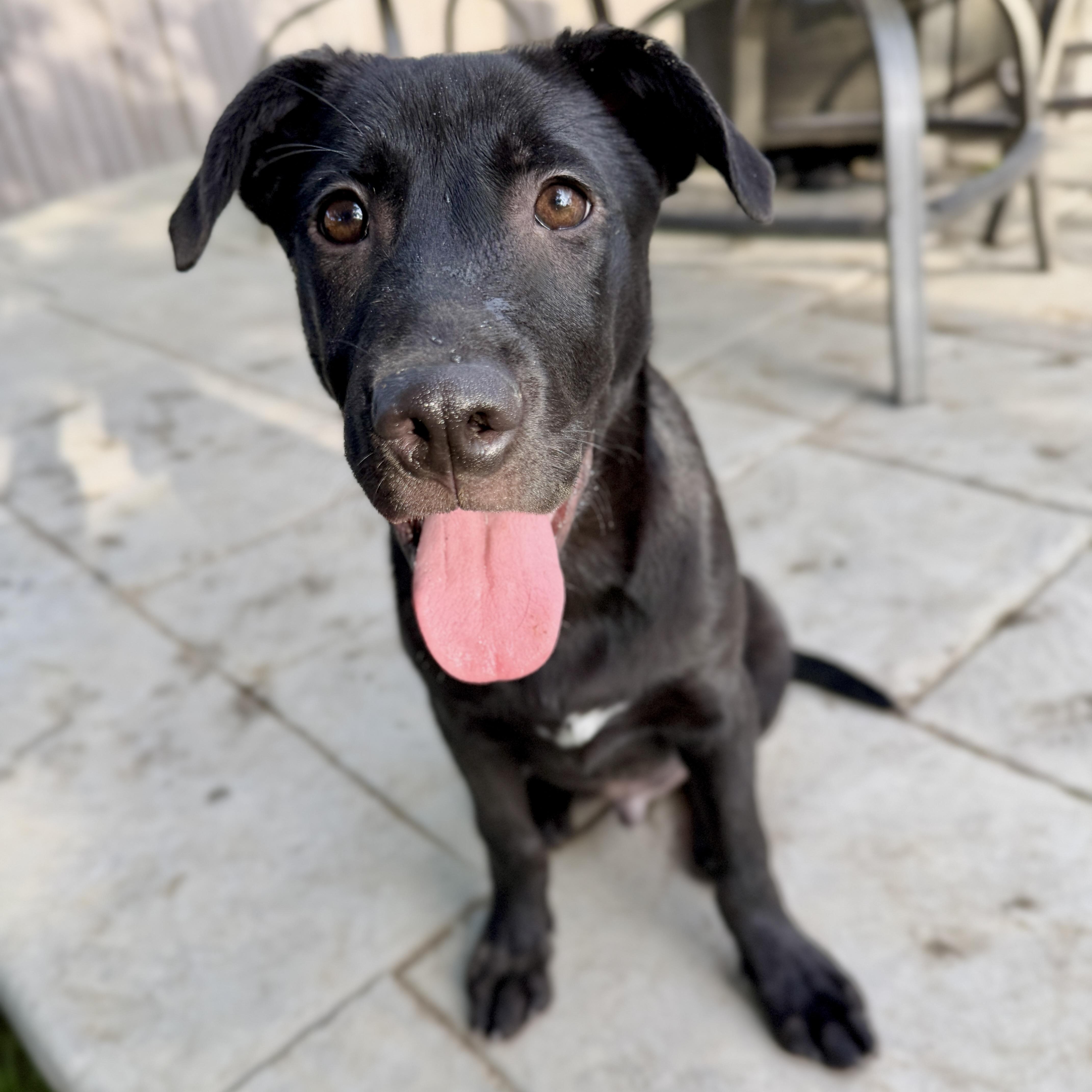 Enlarge Doug, a ADOPTABLE mixed breed in Fort Collins, CO image 1/6