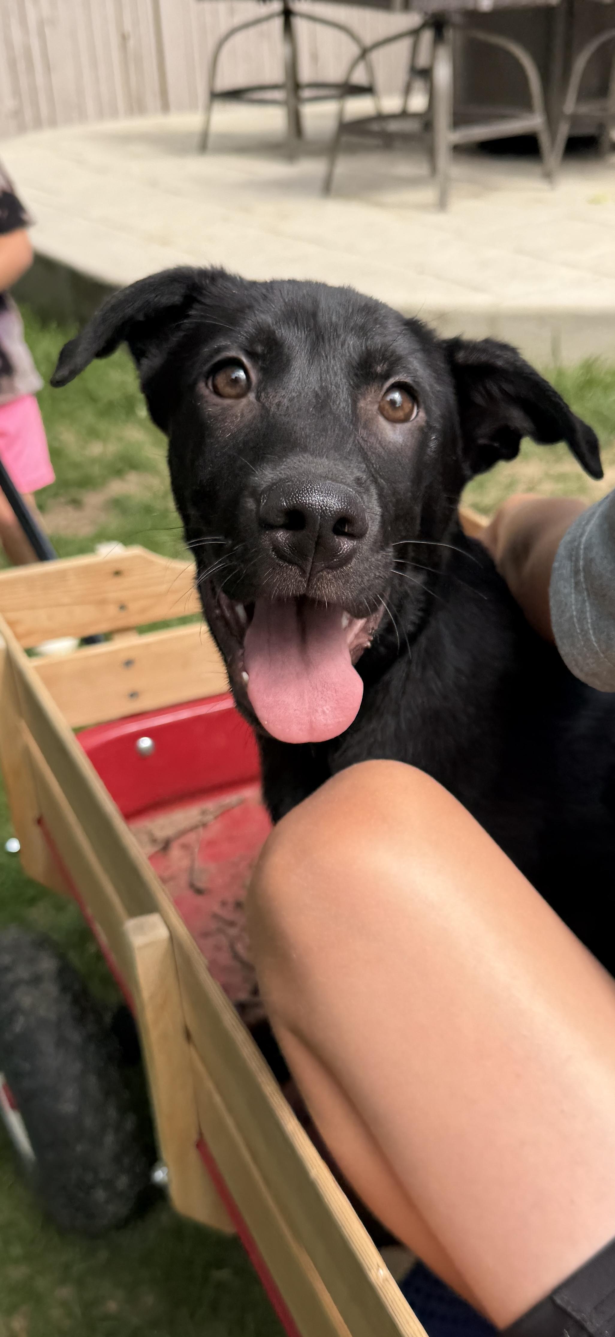 Enlarge Doug, a ADOPTABLE mixed breed in Fort Collins, CO image 5/6