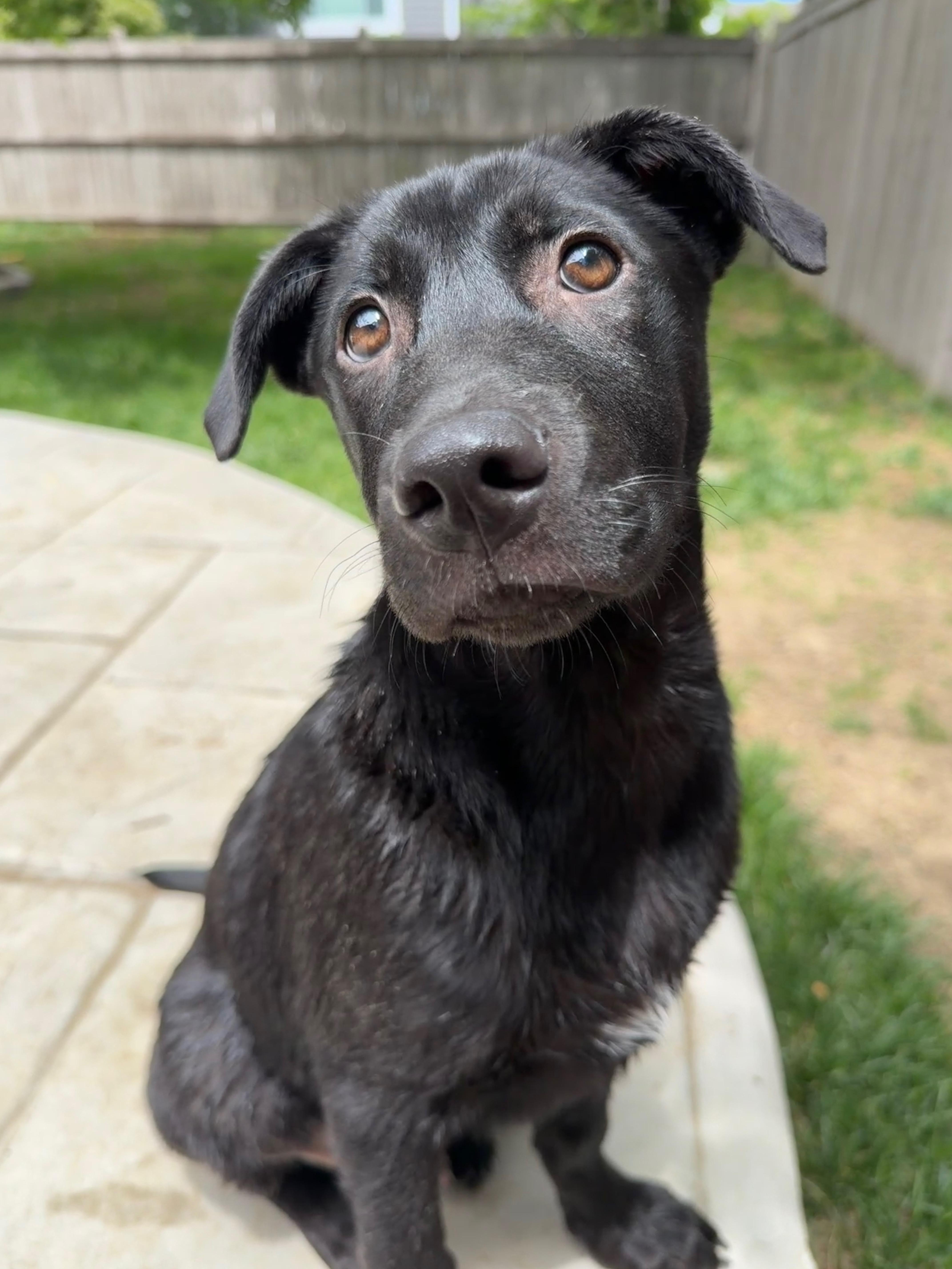 Enlarge Doug, a ADOPTABLE mixed breed in Fort Collins, CO image 2/6