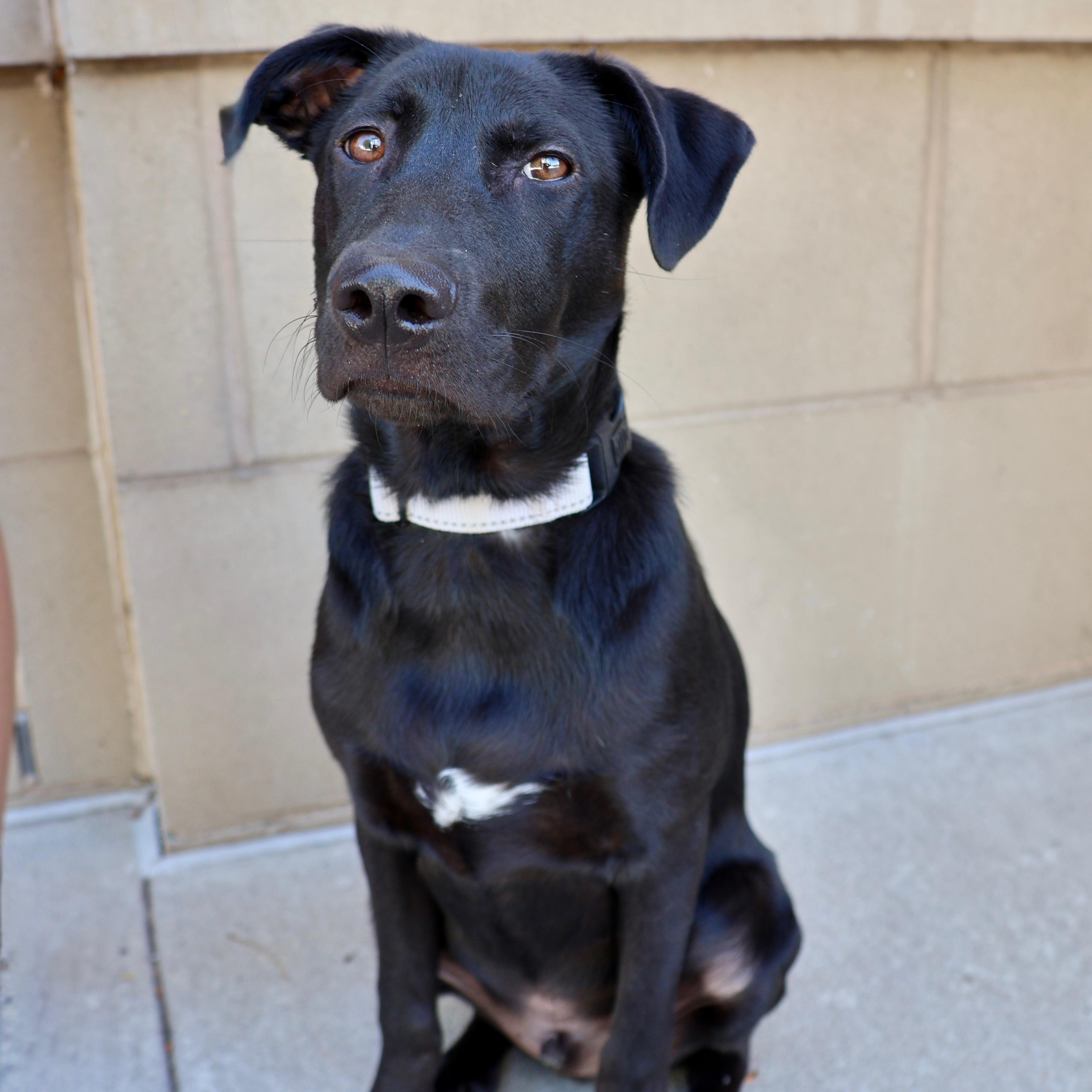 Doug, adoptable, Puppy Male Labrador Retriever & Black Labrador Retriever.