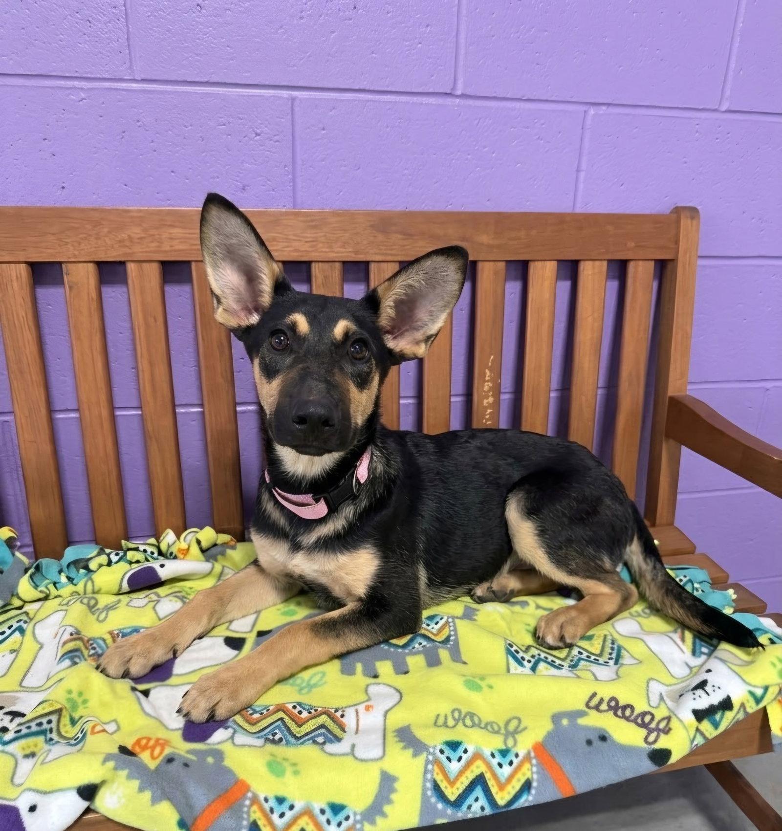 **ATHENA**, Adopted, Puppy Female Shepherd.