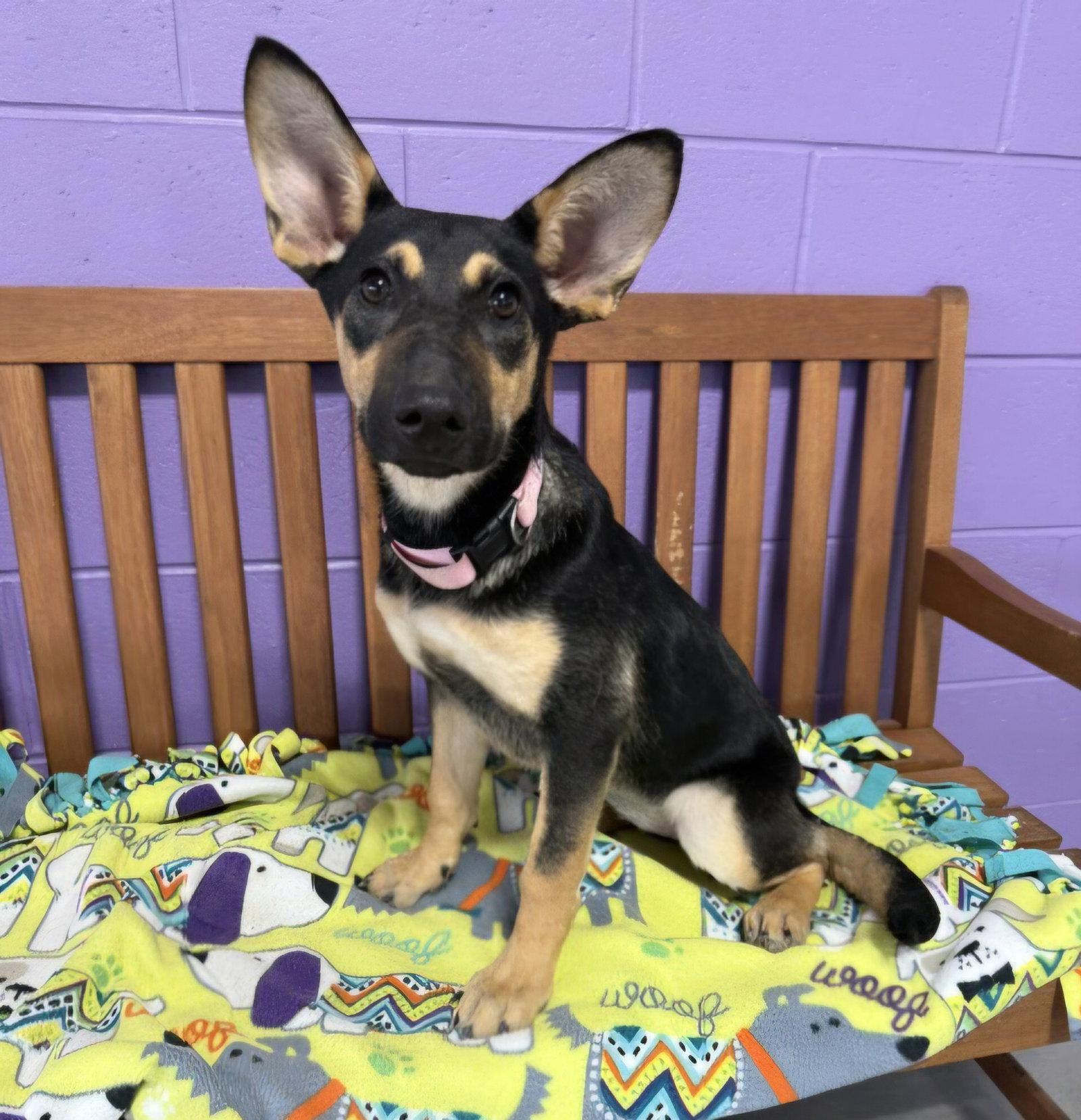 Enlarge **ATHENA**, a Adopted Shepherd in North Prairie, WI image 2/3