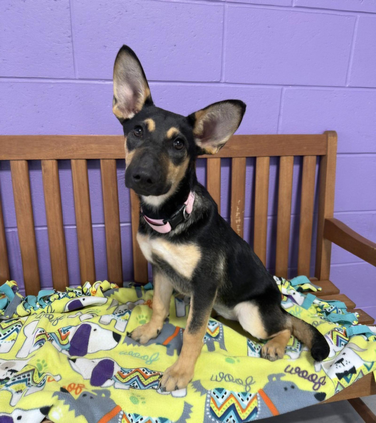 Enlarge **ATHENA**, a Adopted Shepherd in North Prairie, WI image 3/3