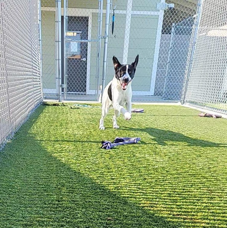 Enlarge Capri, a Adoptable mixed breed in Liberty, MO image 3/3