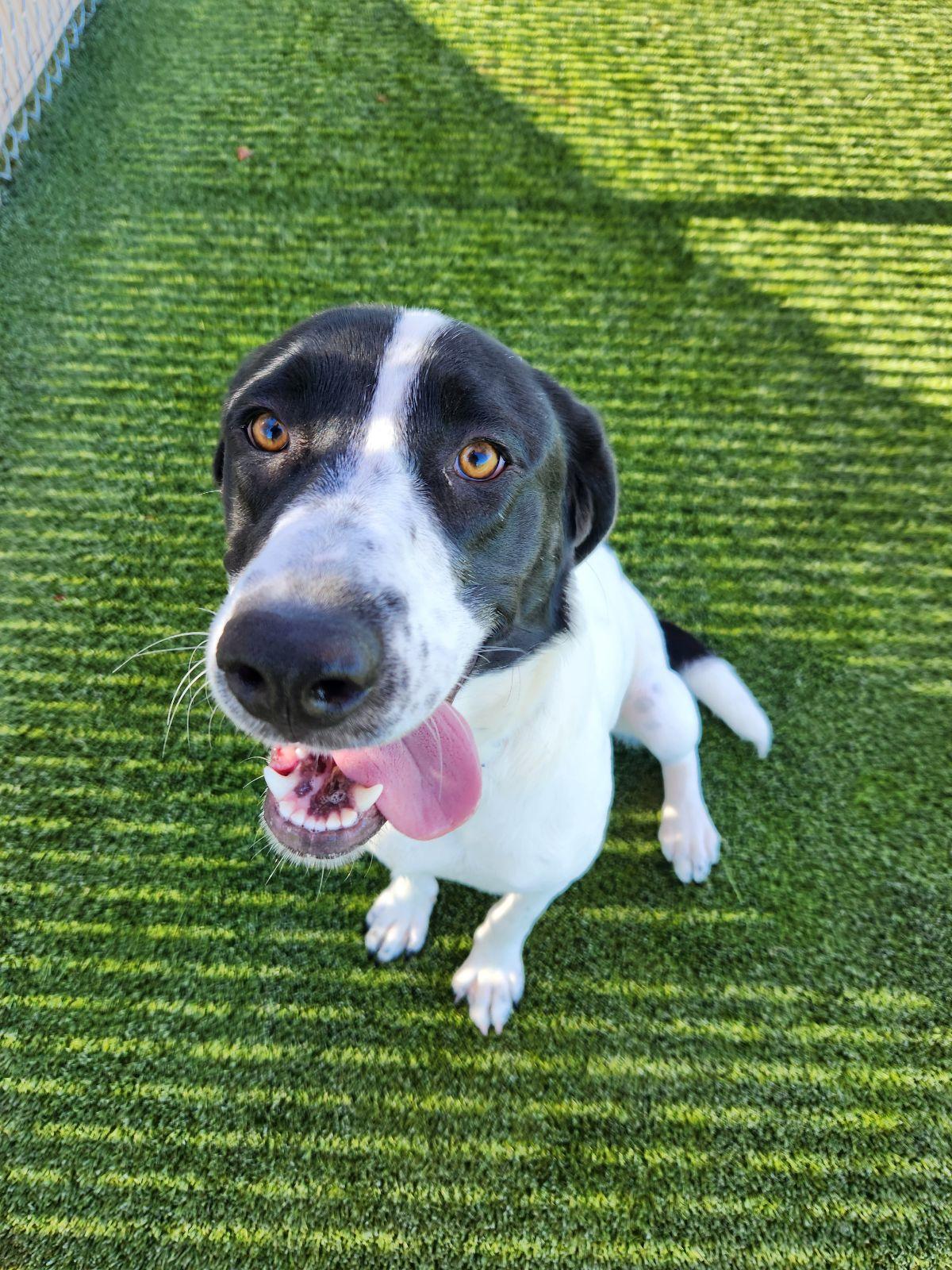 Enlarge Capri, a Adoptable mixed breed in Liberty, MO image 1/3