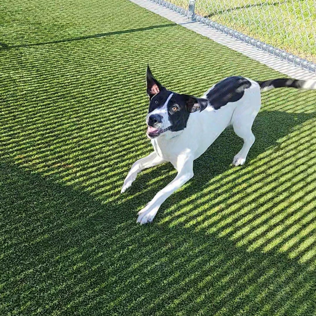 Enlarge Capri, a Adoptable mixed breed in Liberty, MO image 2/3