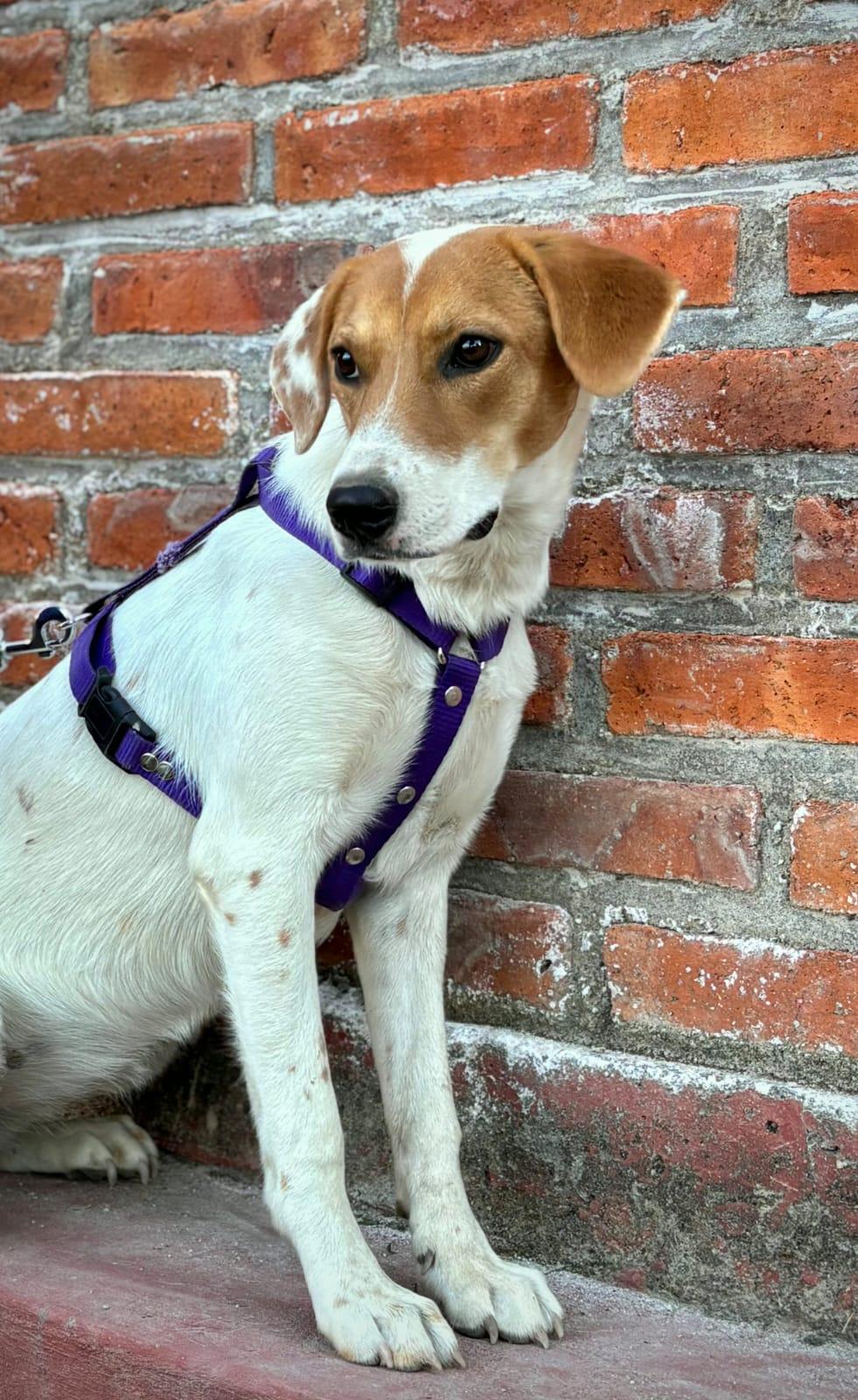 Enlarge Sandi, a Adoptable mixed breed in Kelowna, BC image 2/5