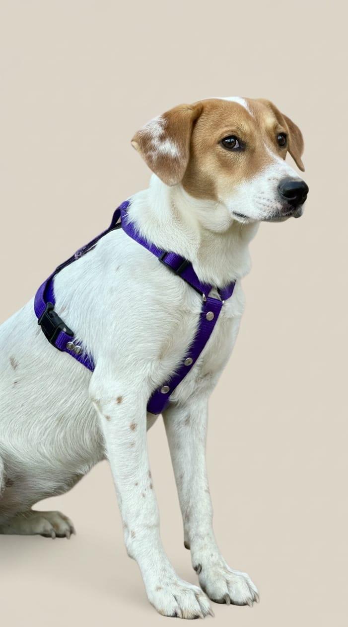 Enlarge Sandi, a Adoptable mixed breed in Kelowna, BC image 1/5