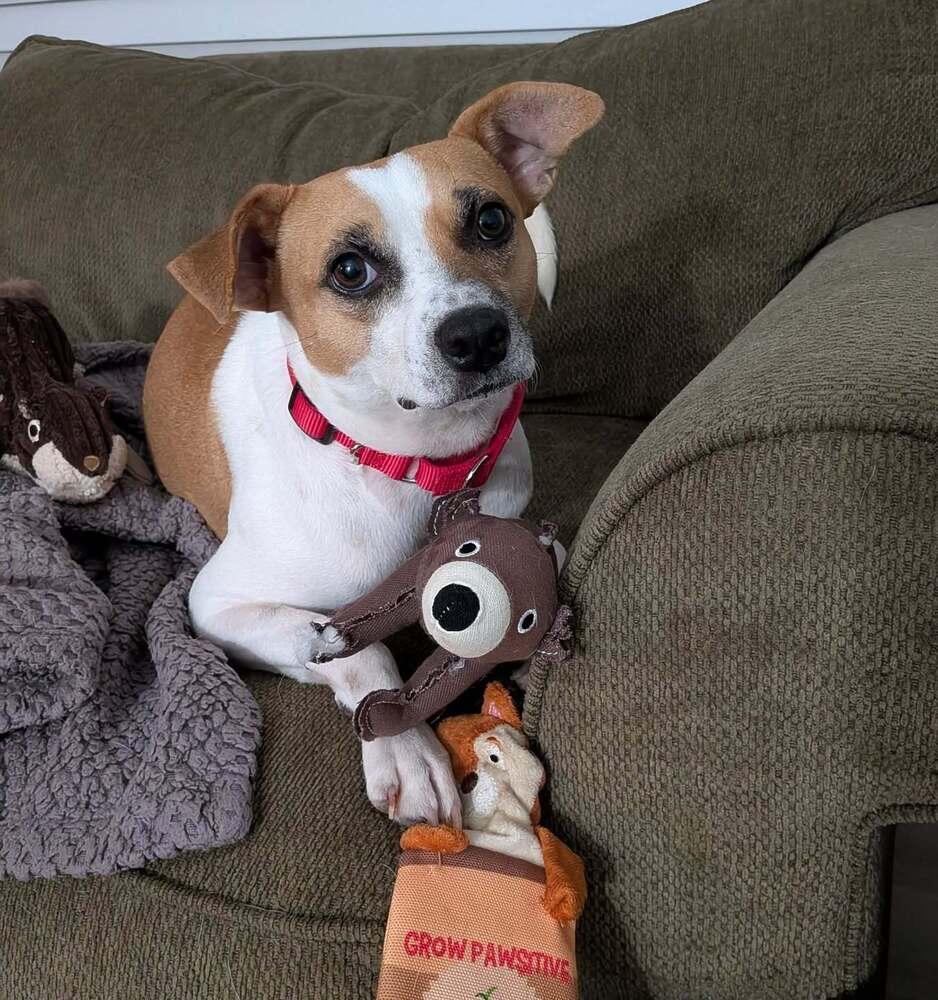 Enlarge Roscoe, a Adoptable mixed breed in Pottstown, PA image 3/6