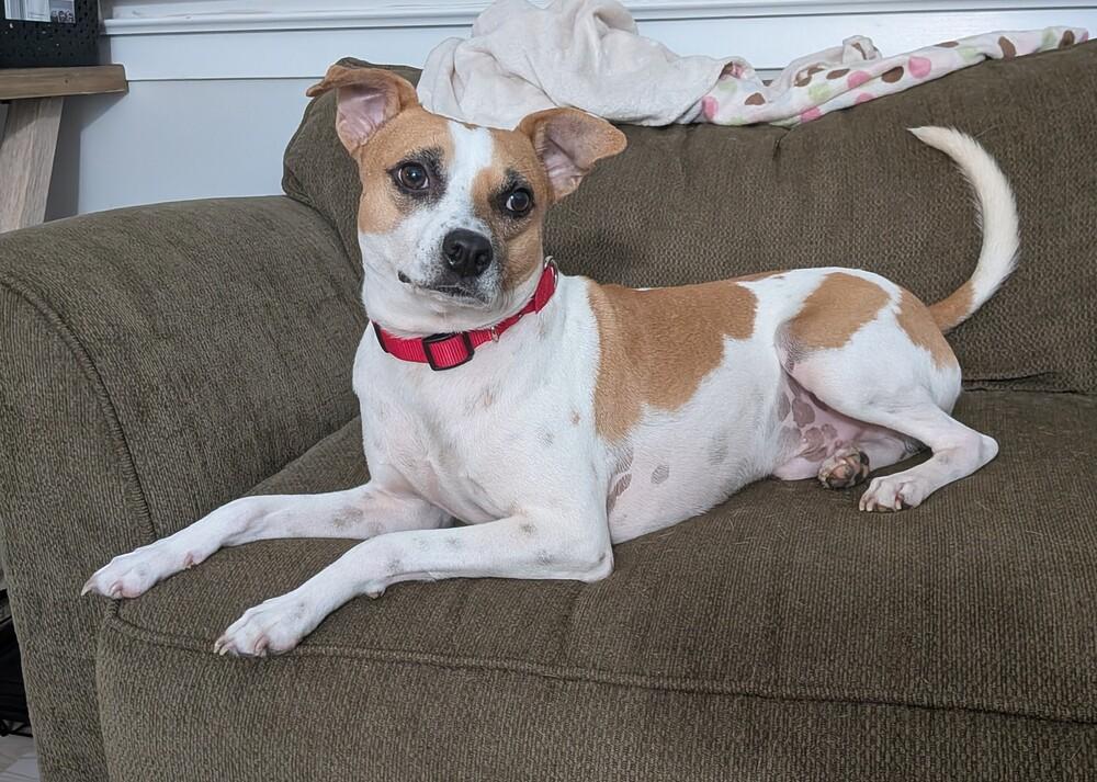 Enlarge Roscoe, a Adoptable mixed breed in Pottstown, PA image 1/6